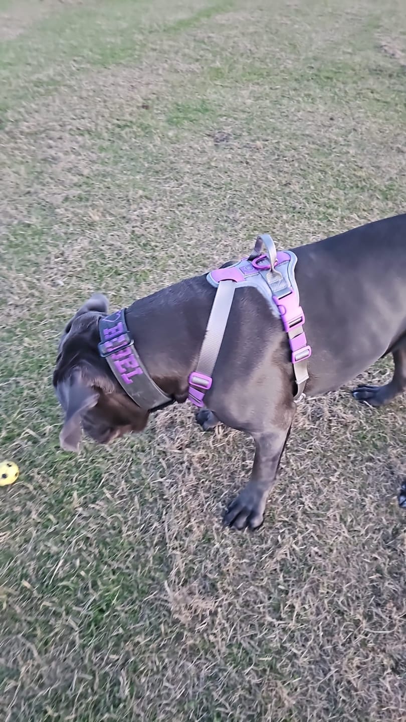 Customer photo review of Anti Pull Hurricane Harness Lighter | With Handle - Purple X Metal Grey
