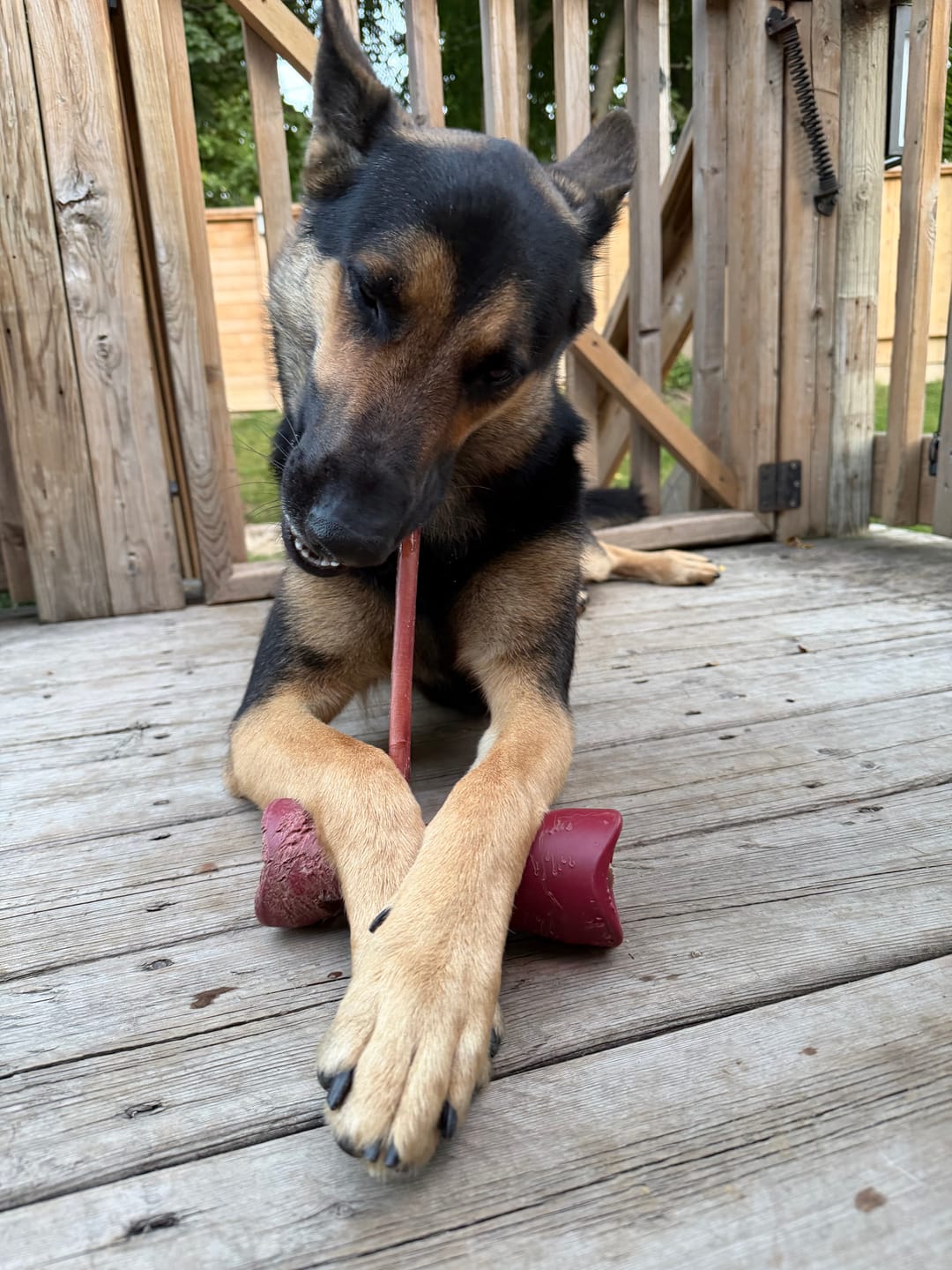 Customer photo review of 12 Inch Standard Bully Stick