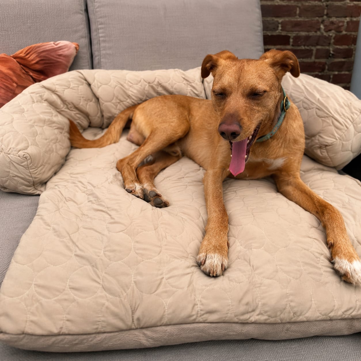 Customer photo review of Luxury Self-Cooling Bed Pawlaro