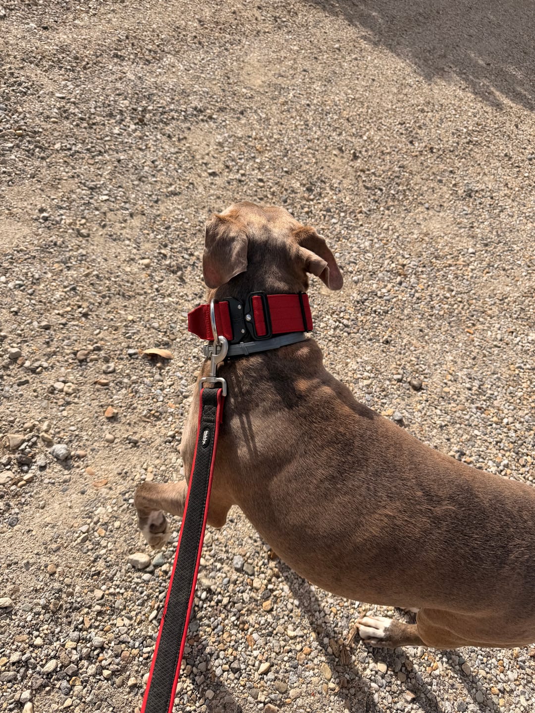 Customer photo review of Collare Crime 5cm