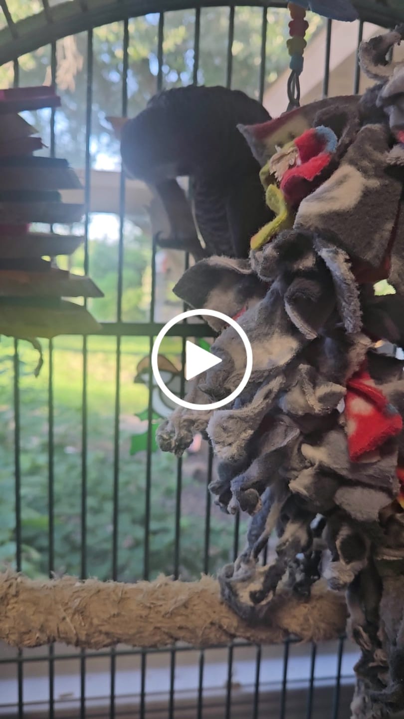Customer video review of Big Boy Yucca Bird Toy – Natural Chew Toy for Parrots & Aggressive Chewers