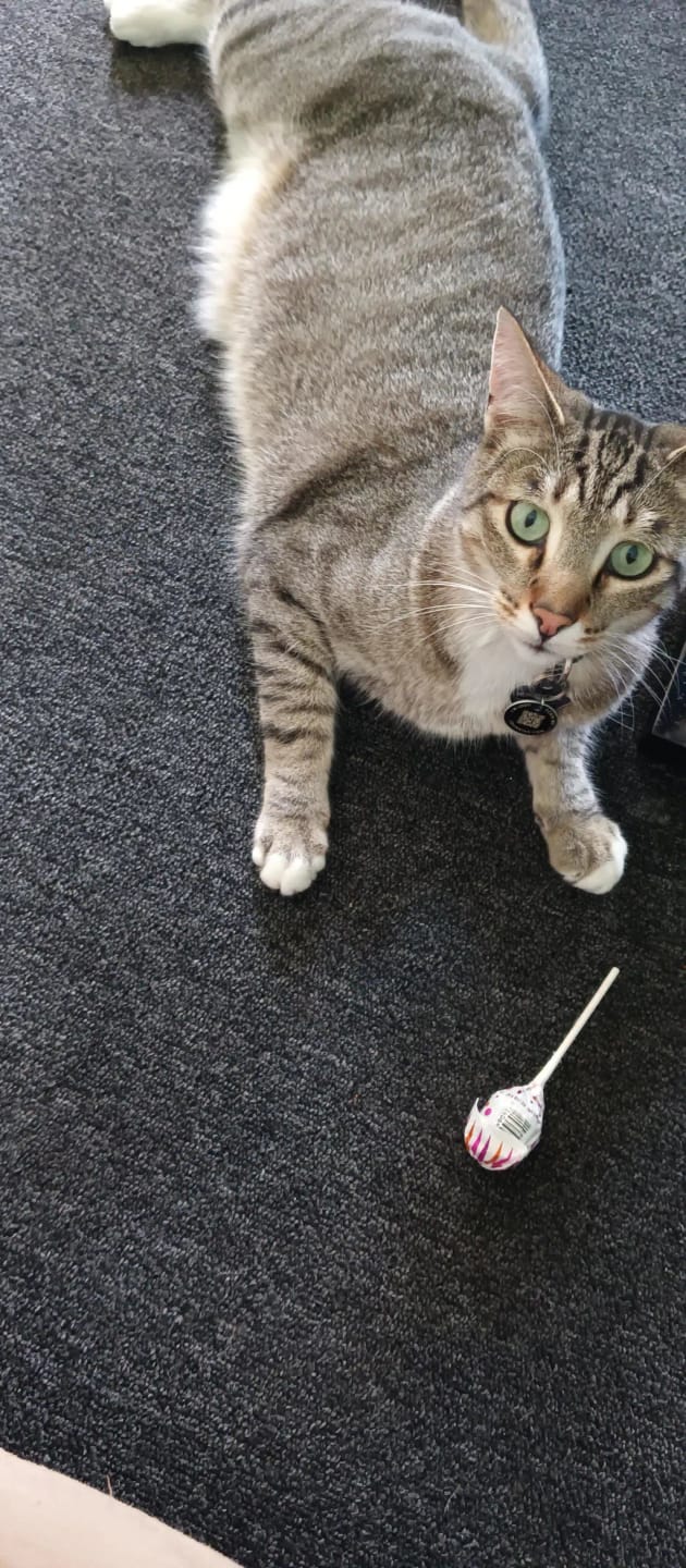 Customer photo review of Renya, la première friandise qui prend soin des reins de votre chat, bien avant les premiers signes