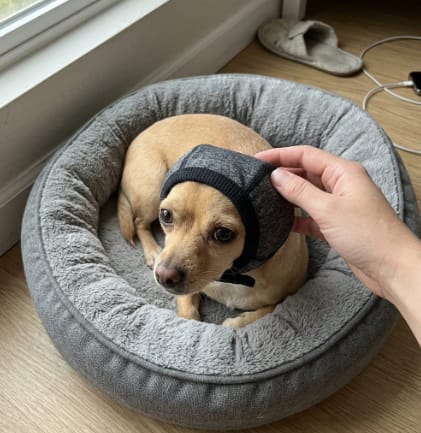 Customer photo review of Orejeras Antirruidos para Perros
