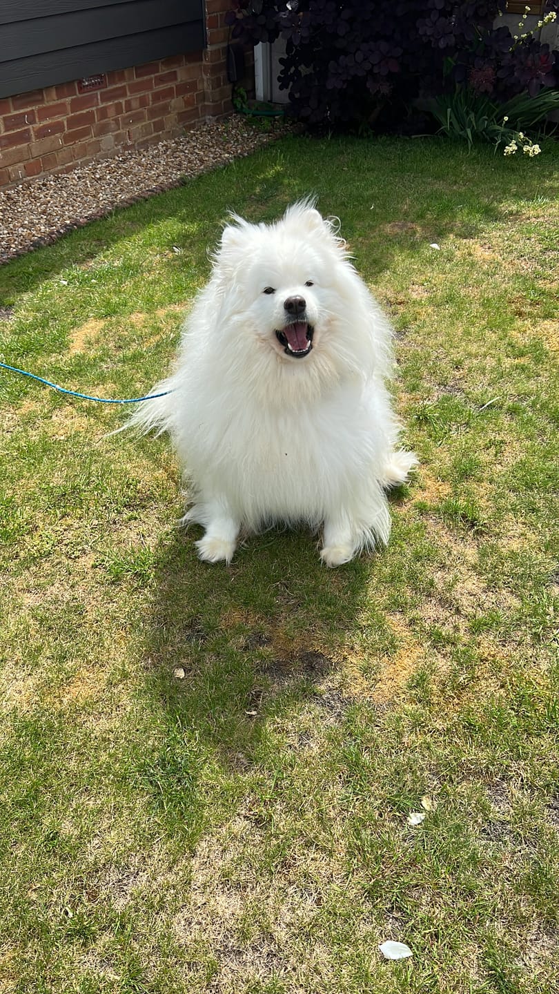 Customer photo review of collagen for dogs