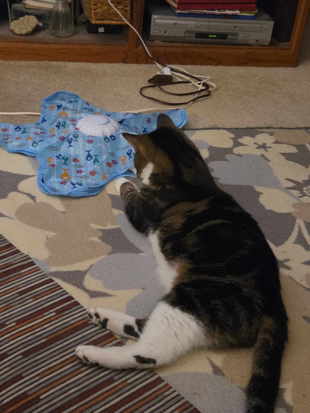 Customer photo review of PEEKY TAIL 2.0