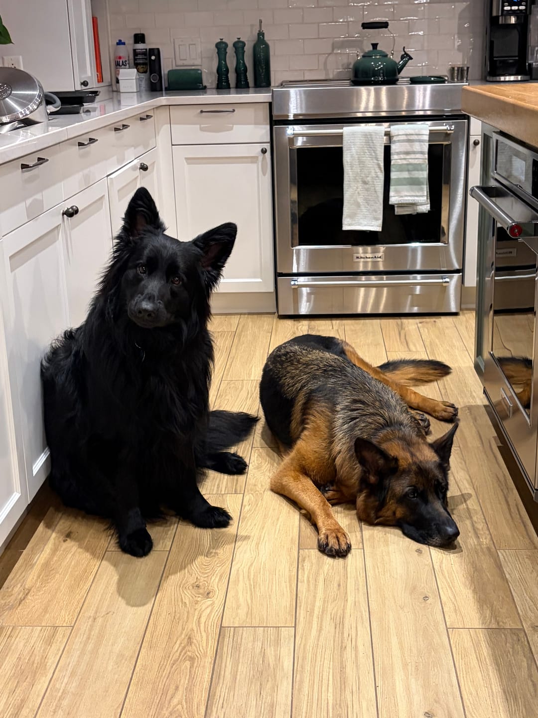 Customer photo review of K9 Choice - Os pour chien congelé - 3lb