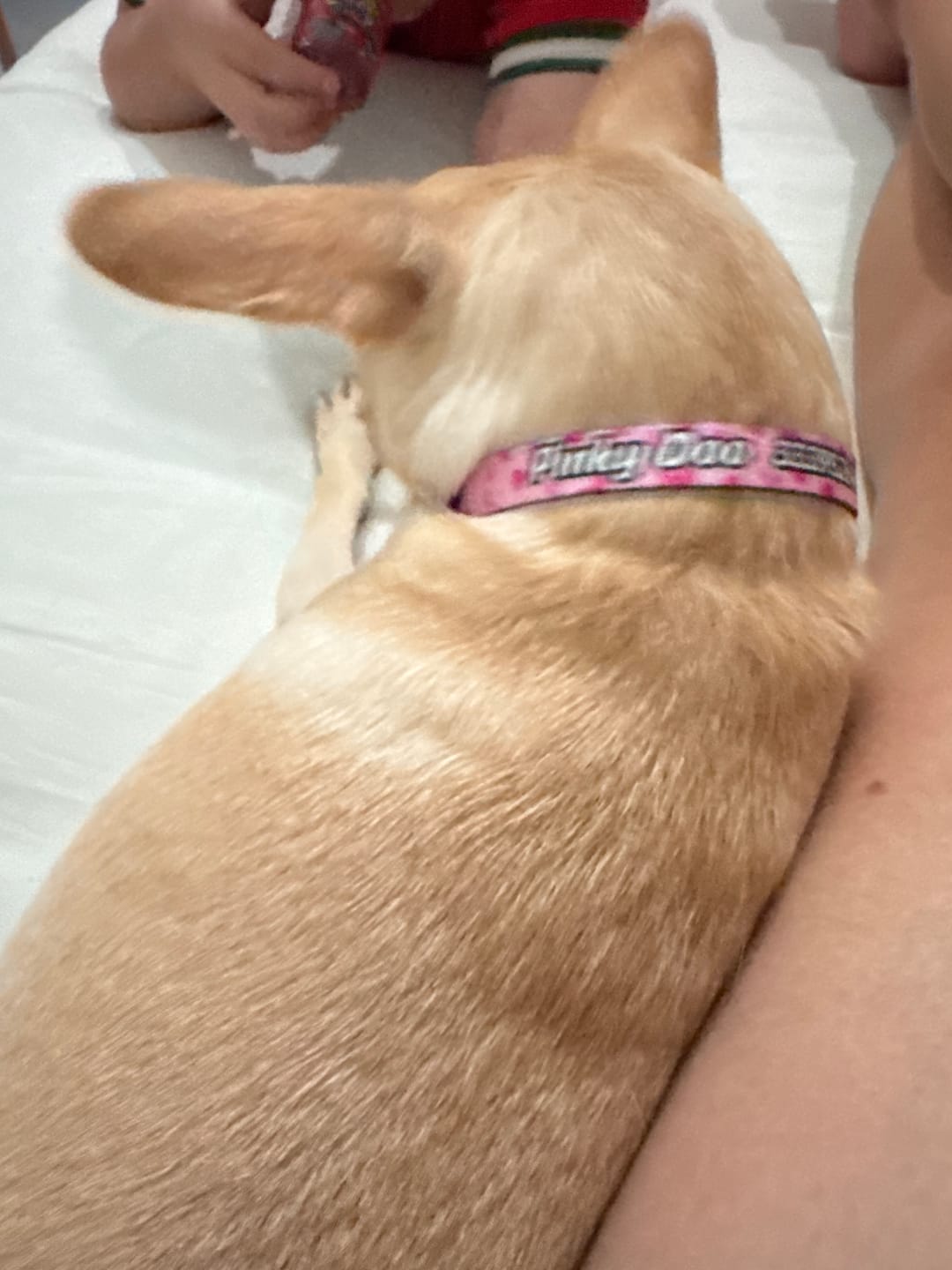 Customer photo review of Collar personalizado: Corazones