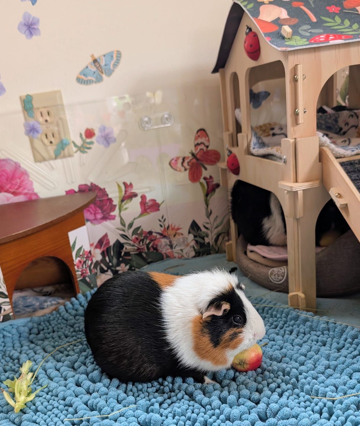 Customer photo review of GuineaDad Comfy Couch Memory Foam Sofa