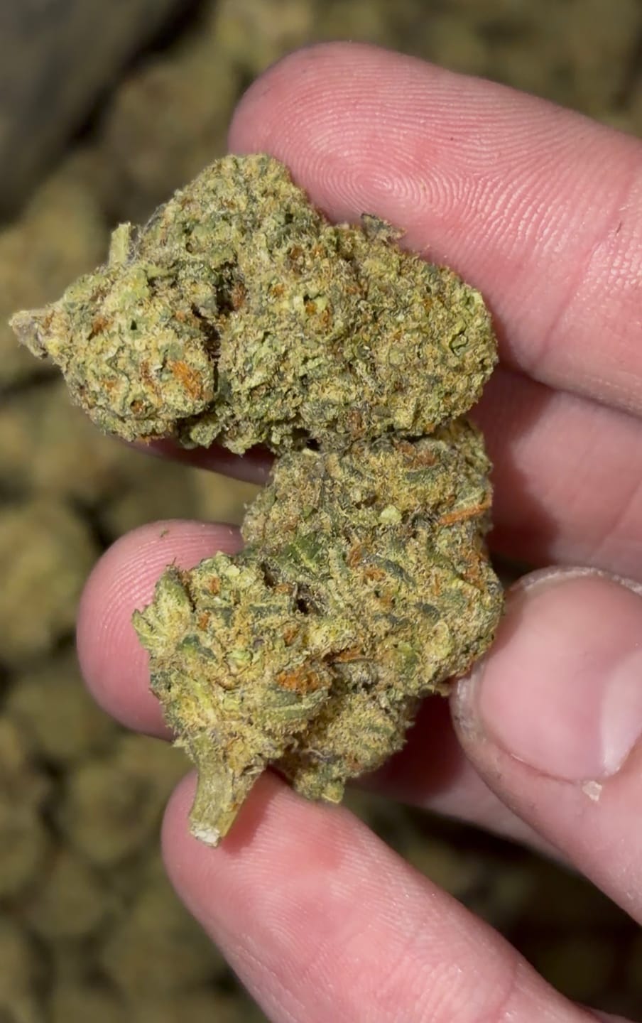 Customer photo review of Light Assist THCA Smalls