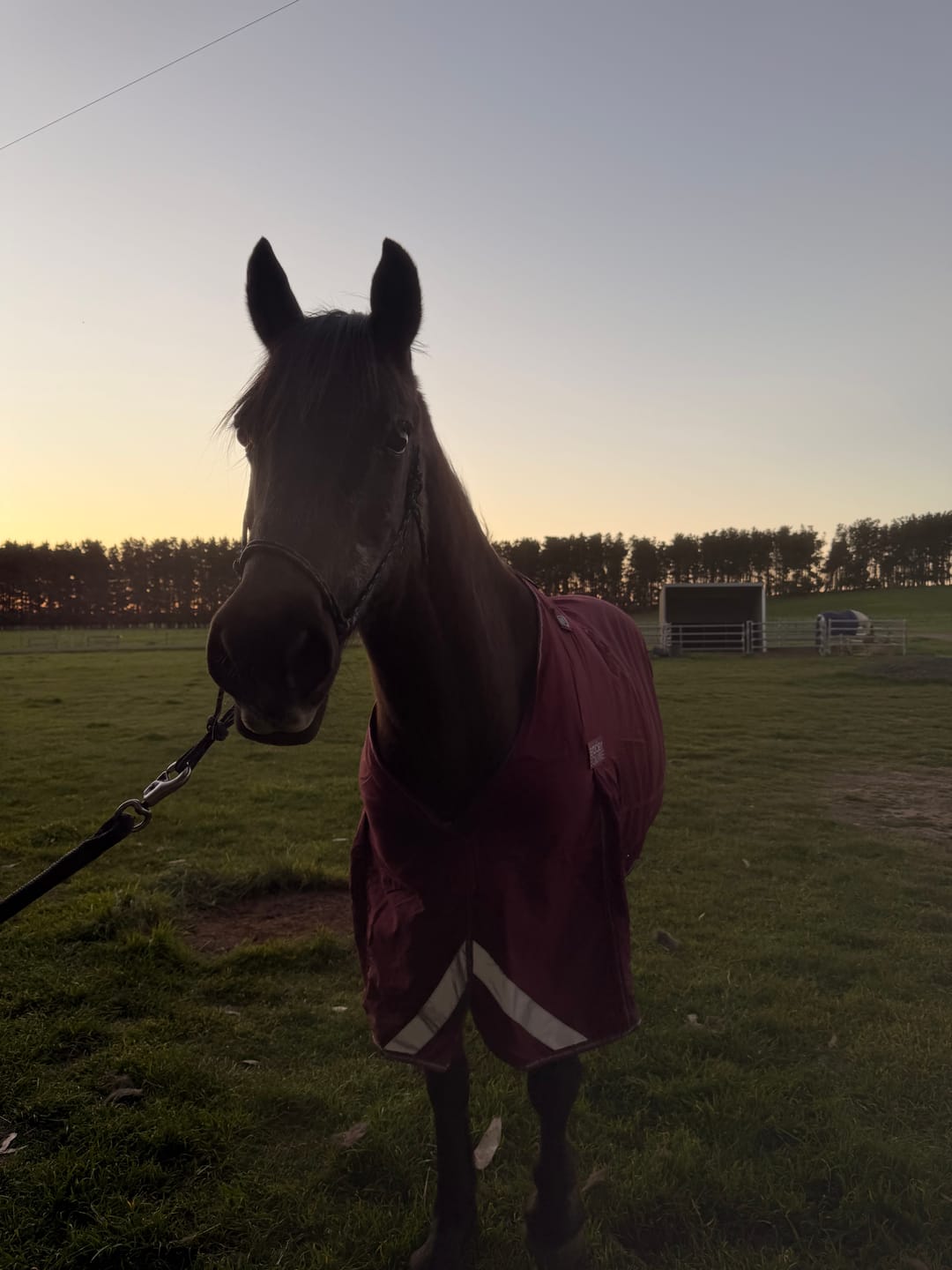 Customer photo review of LE Fieldsafe Universal Cotton Sheet