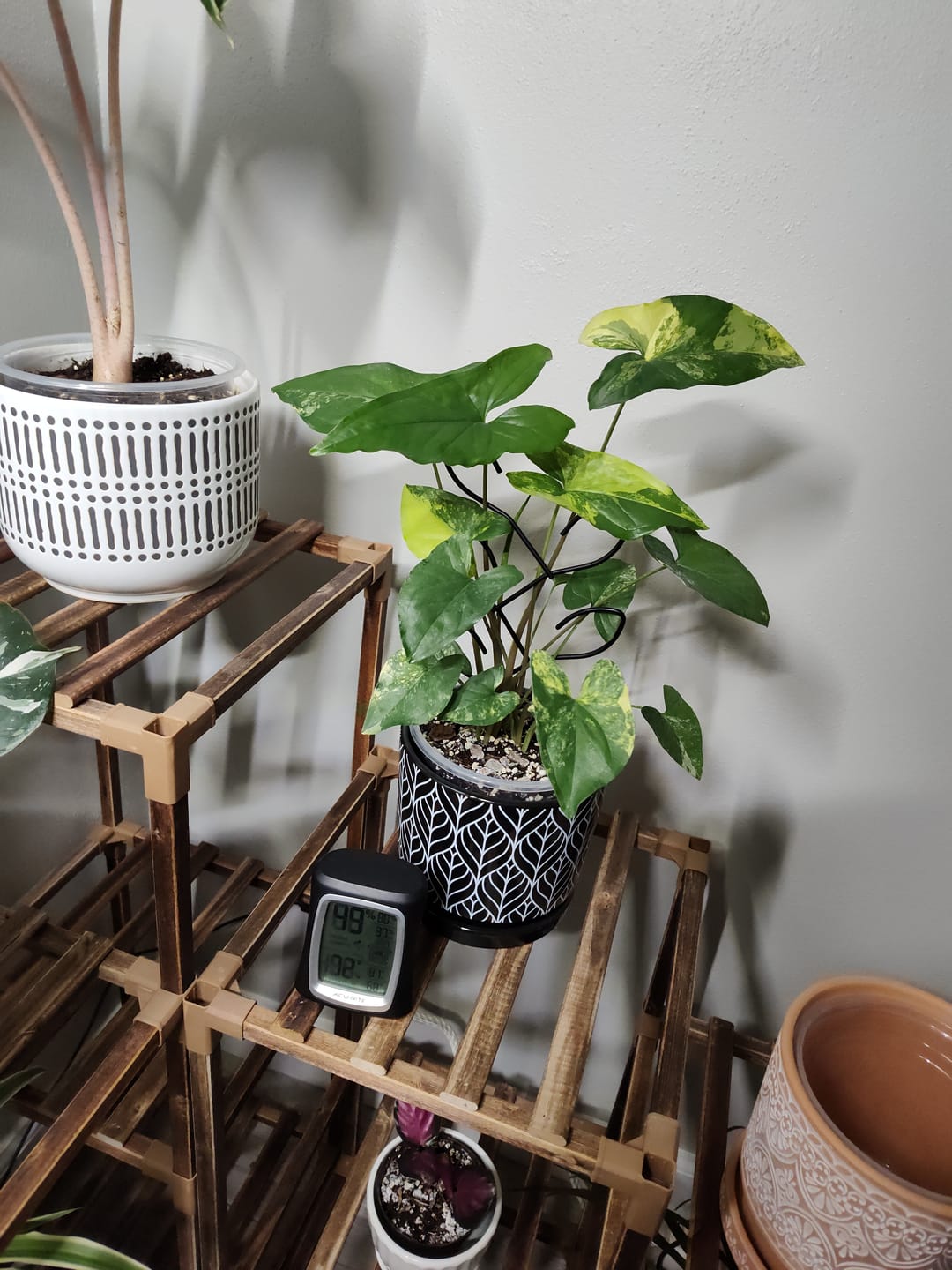 Customer photo review of Syngonium podophyllum aurea variegata