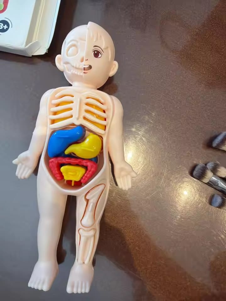 Customer photo review of Anatomiemodell Lernspielzeug | Menschlicher Körper zum Auseinandernehmen STEM Kinder
