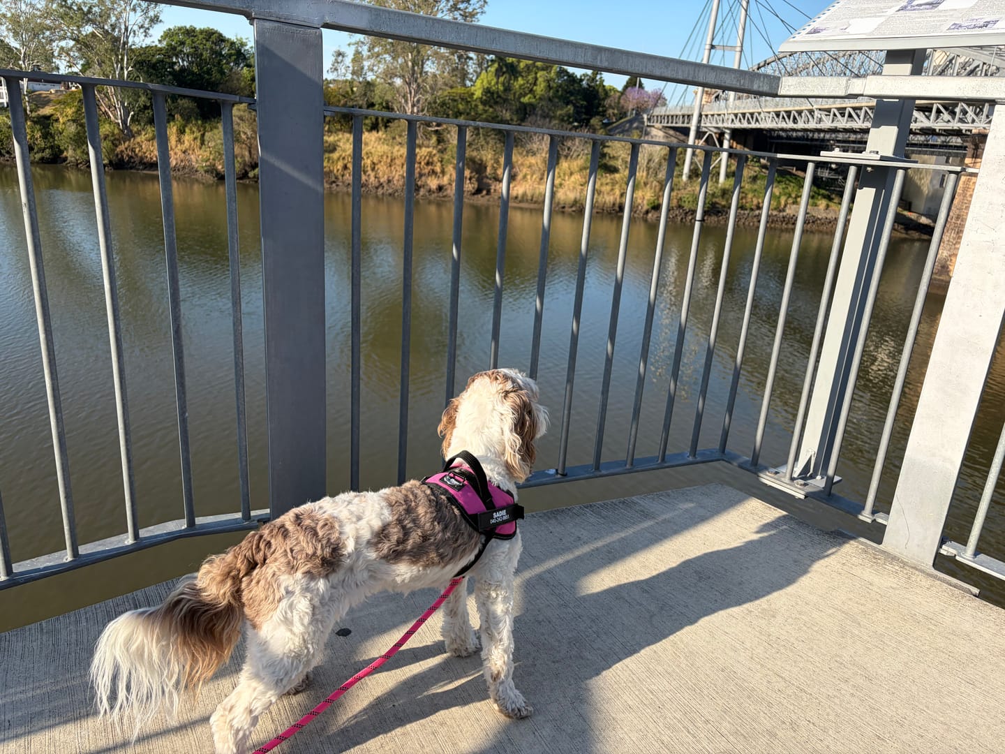 Customer photo review of Reflective Nylon Leash