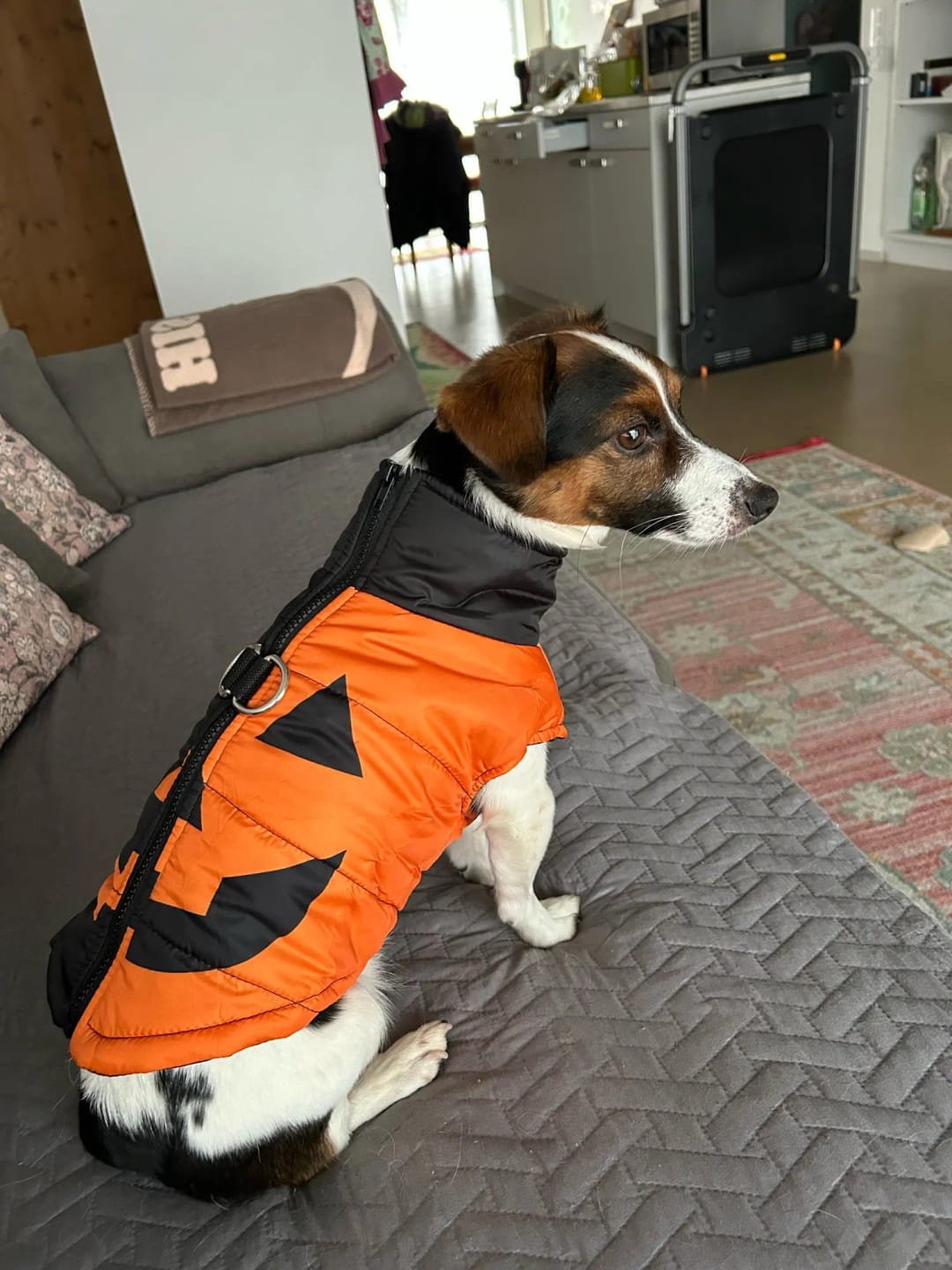 Customer photo review of Warm Whiskers Halloween Pet Vest