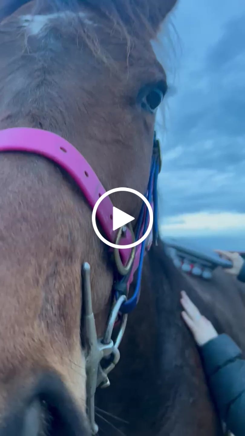 Customer video review of HorseHalo™ 8 Heads Red Light Massage Gun