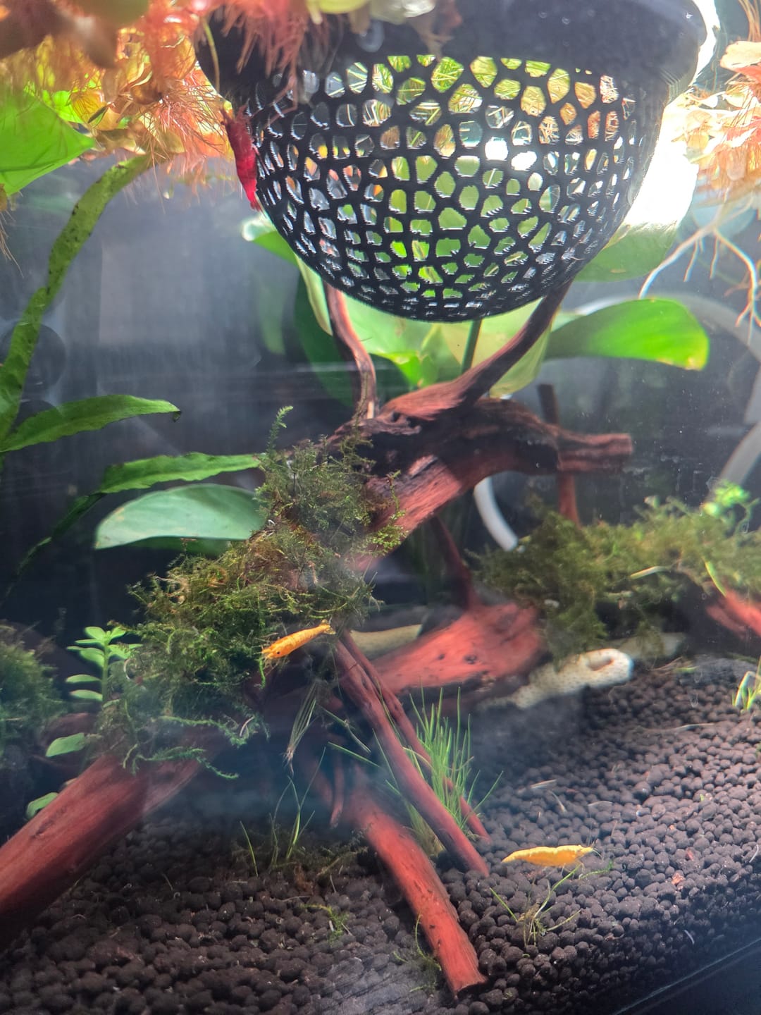 Customer photo review of Yellow Golden Back Shrimp (Bright Yellow Neocaridina)
