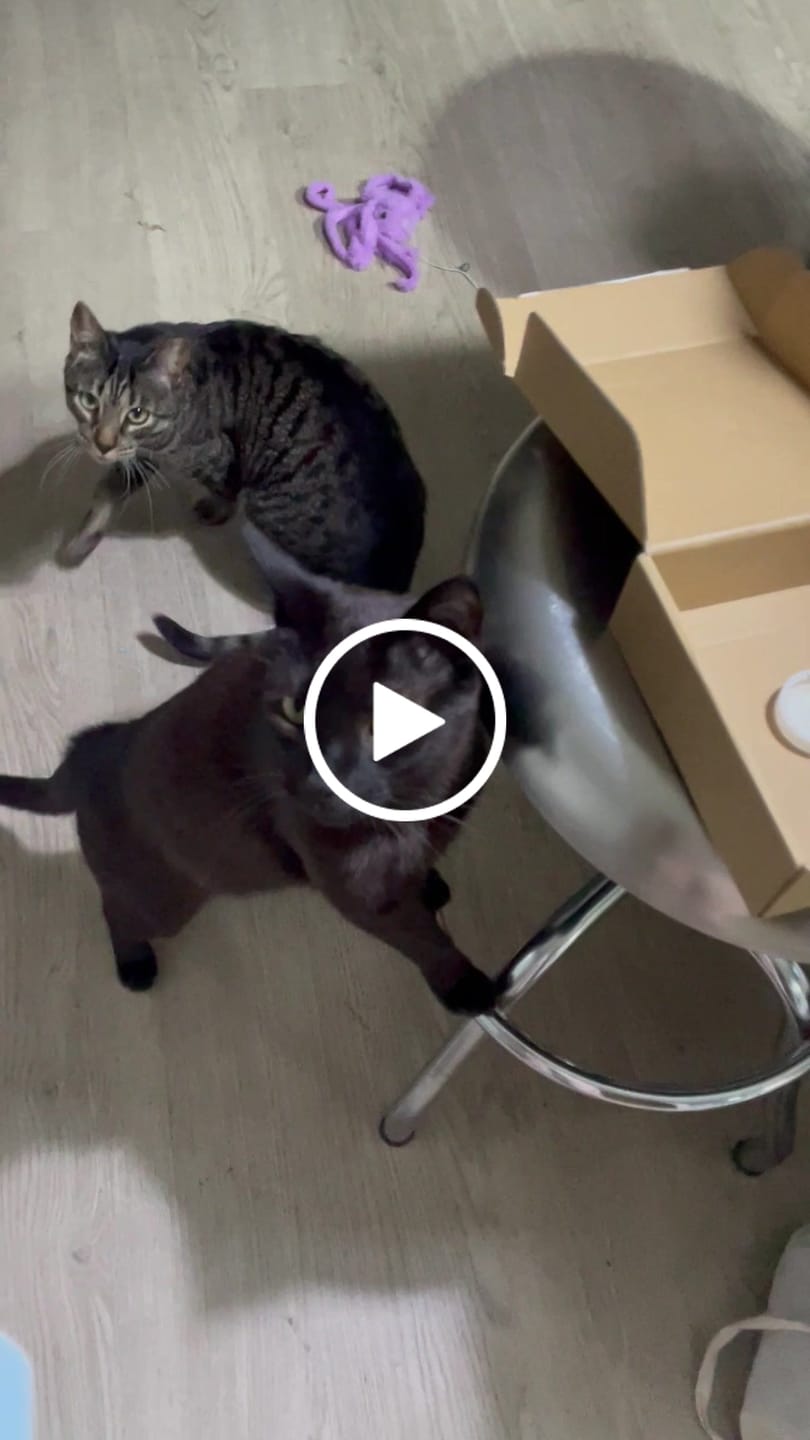 Customer video review of Magic Salmon Gatos