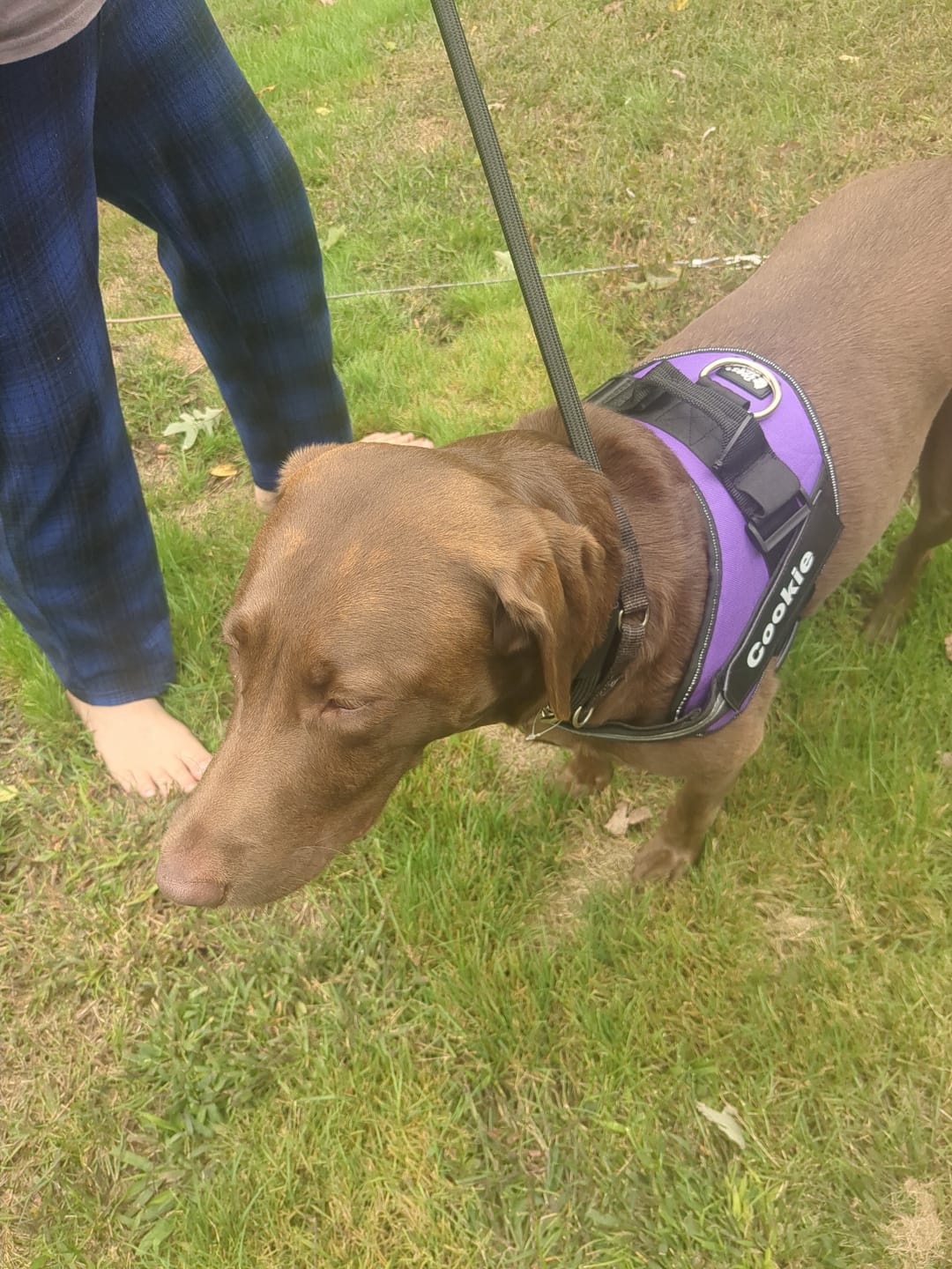 Customer photo review of Personalized Dog Harness