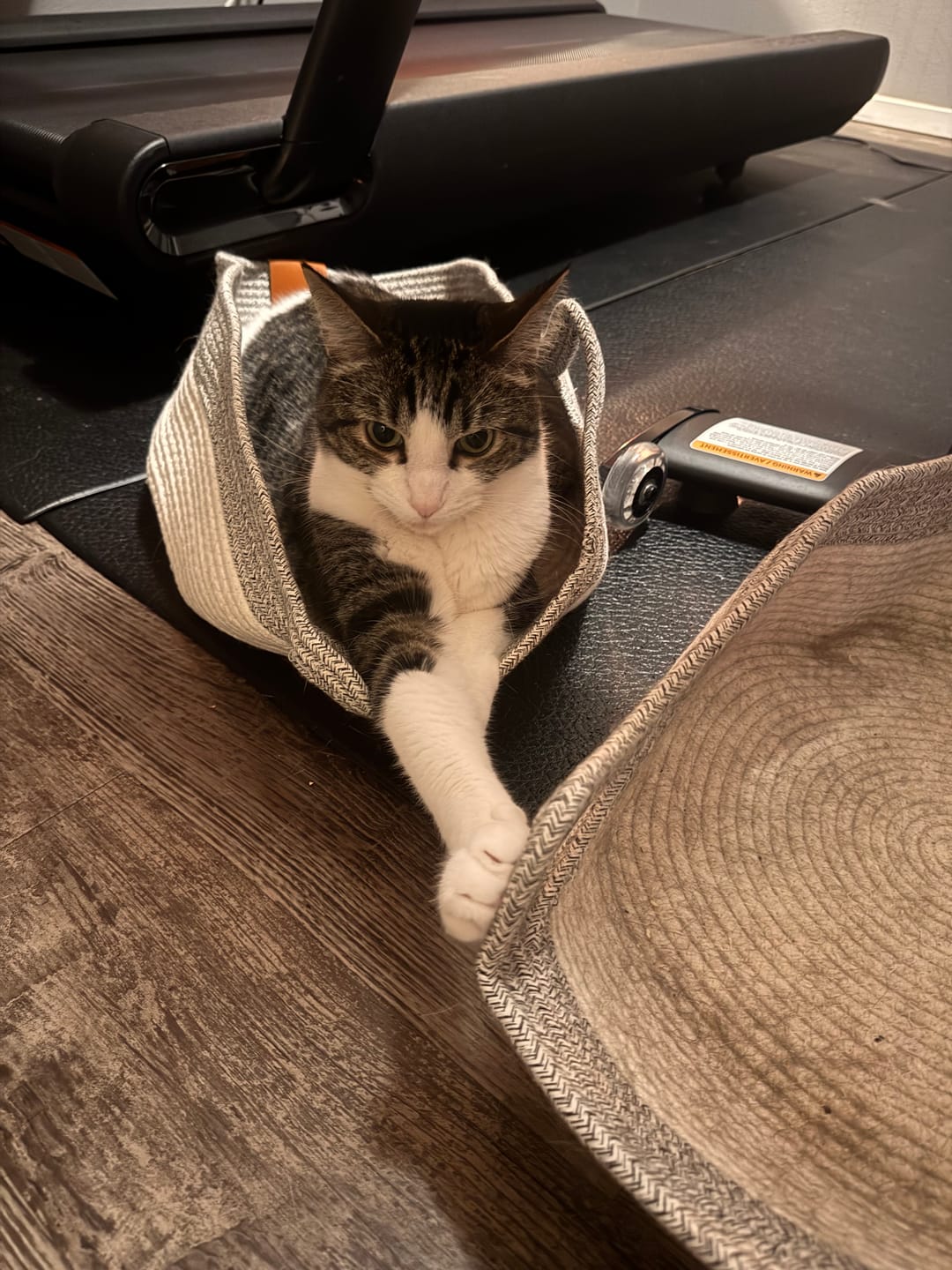 Customer photo review of Instinct Basket | Meet the first research-backed natural territory for indoor cats