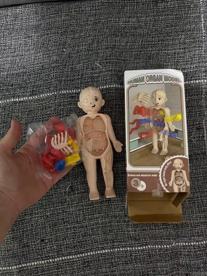 Customer photo review of Anatomiemodell Lernspielzeug | Menschlicher Körper zum Auseinandernehmen STEM Kinder