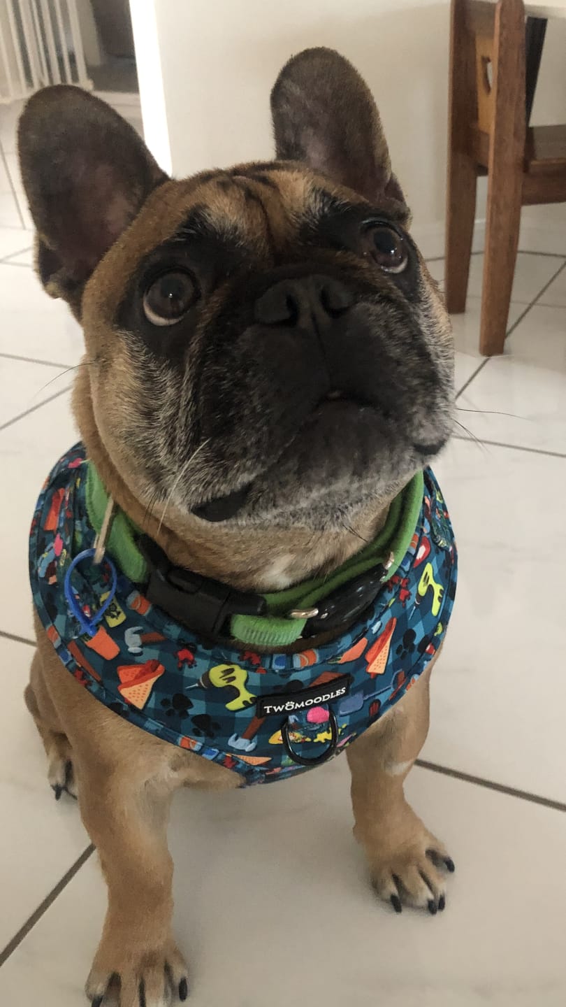 Customer photo review of Bunnings Trip Adjustable Dog Harness