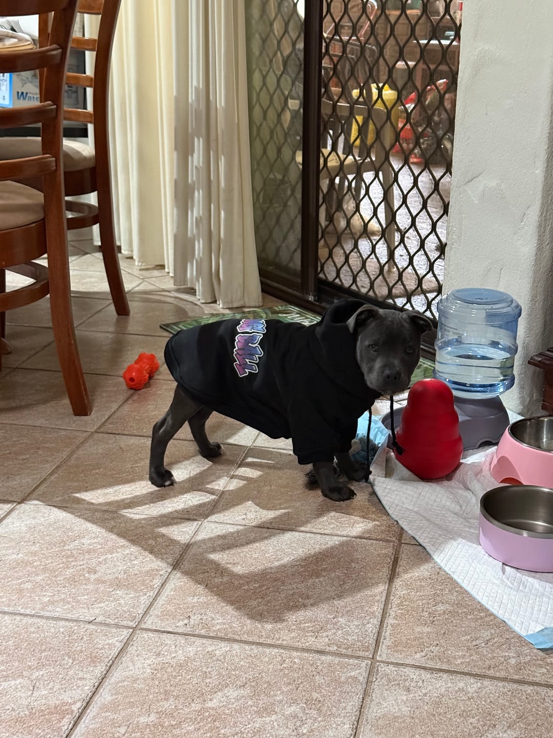 Customer photo review of In Da Hood Dog Hoodie