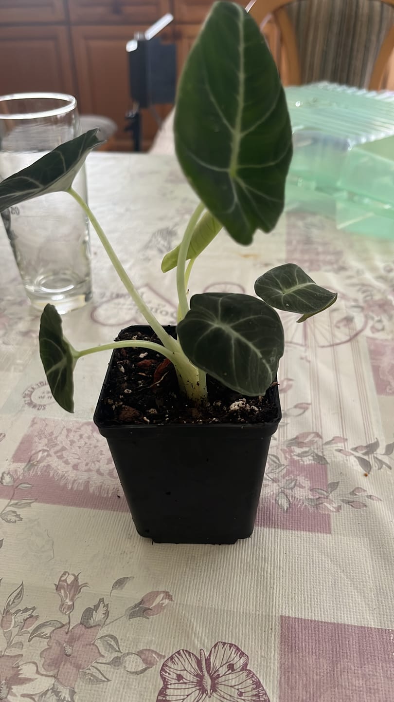Customer photo review of ALOCASIA BLACK VELVET