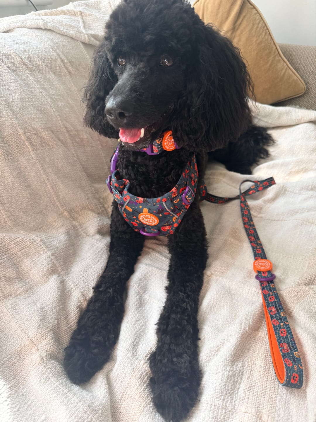 Customer photo review of Spellbound Autumn Trail & Glow Dog Harness, Lead & Collar Bundle
