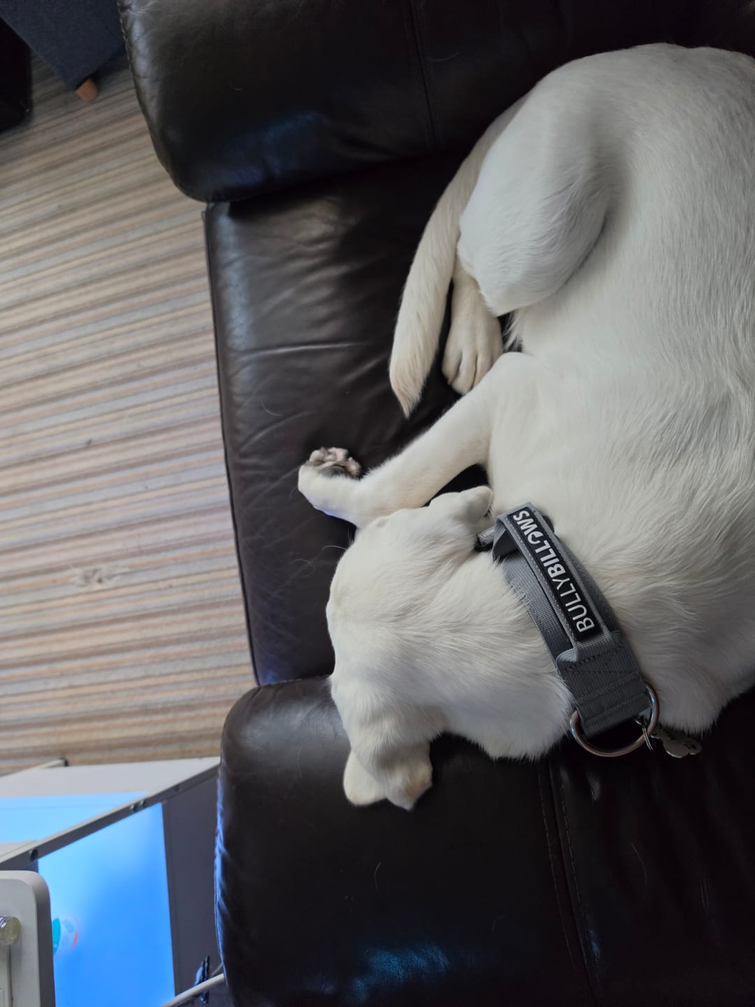 Customer photo review of 5cm Combat® Collar | With Handle & Secure Clip - Metal Grey
