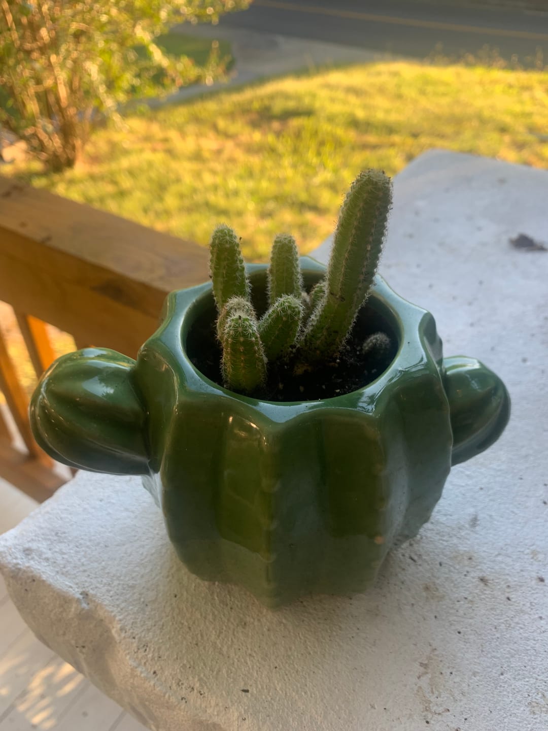 Customer photo review of Peanut Cactus