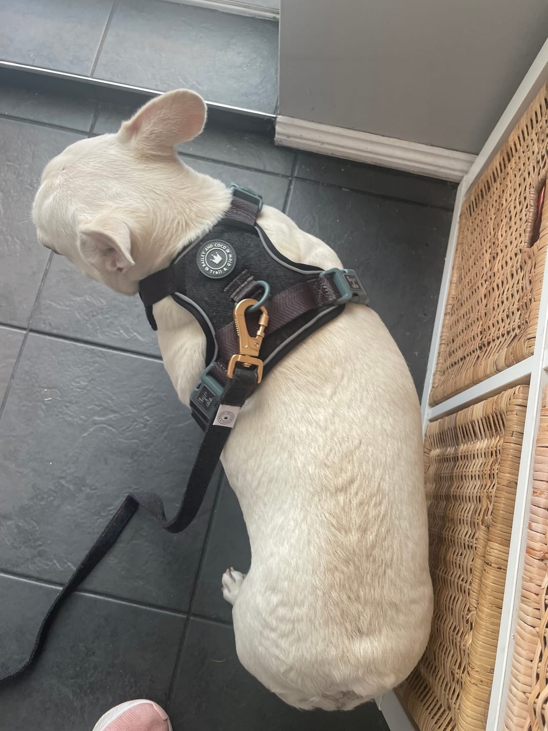 Customer photo review of Trail & Glow Tweed Dog Harness & Lead Set - Colour Drops - Charcoal Tweed
