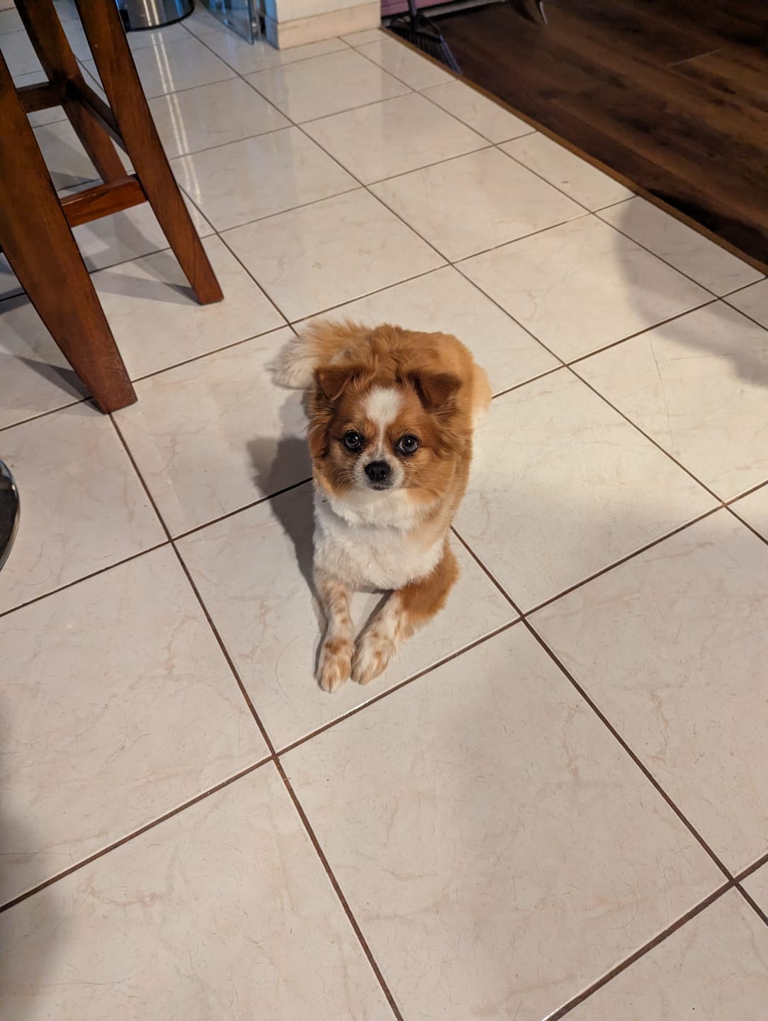 Customer photo review of FurLife™ - 12 Months All Natural Flea and Tick Tags for Dogs