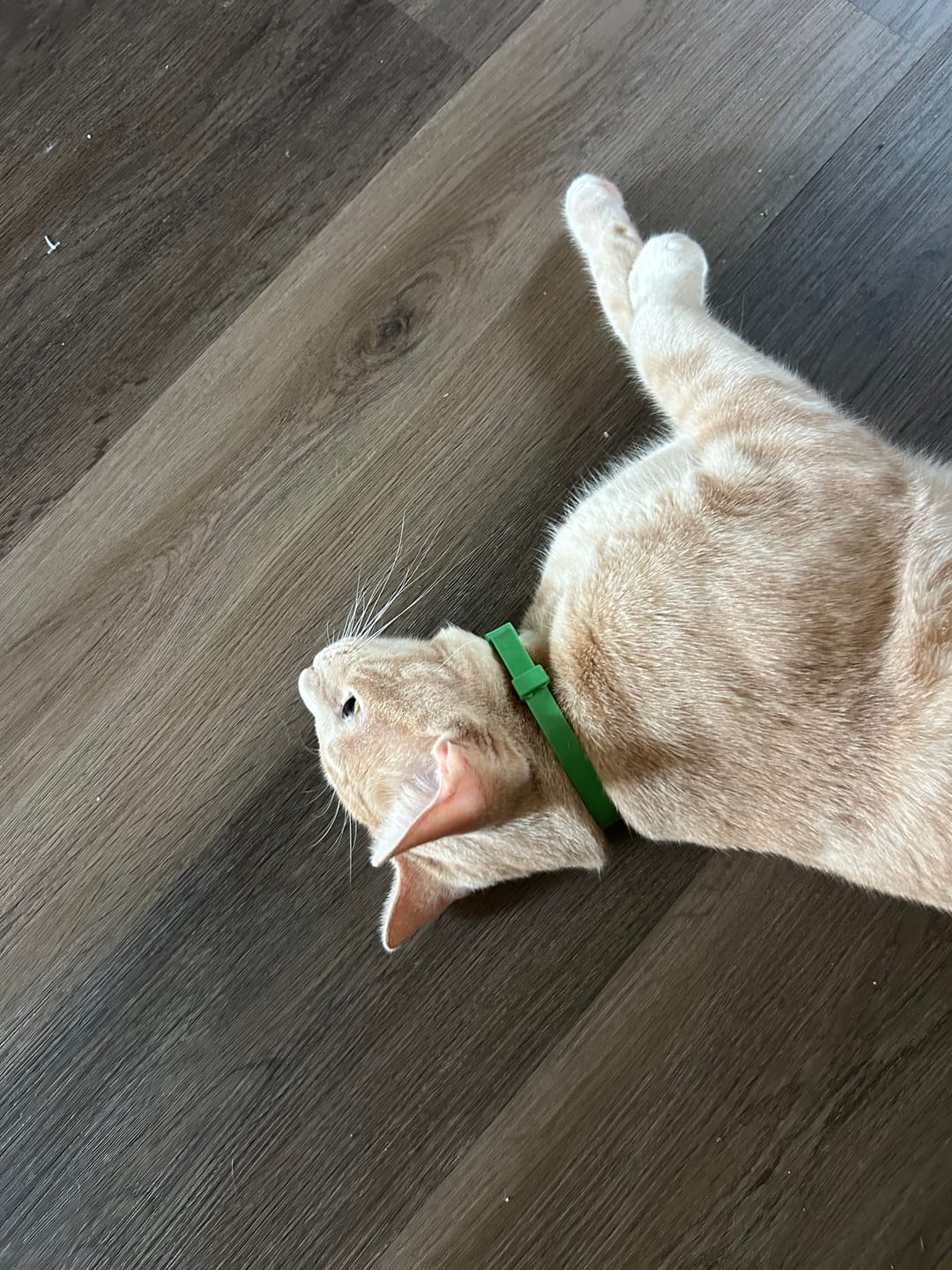 Customer photo review of FurLife™ - 8 Months All Natural Flea and Tick Collar for Cats