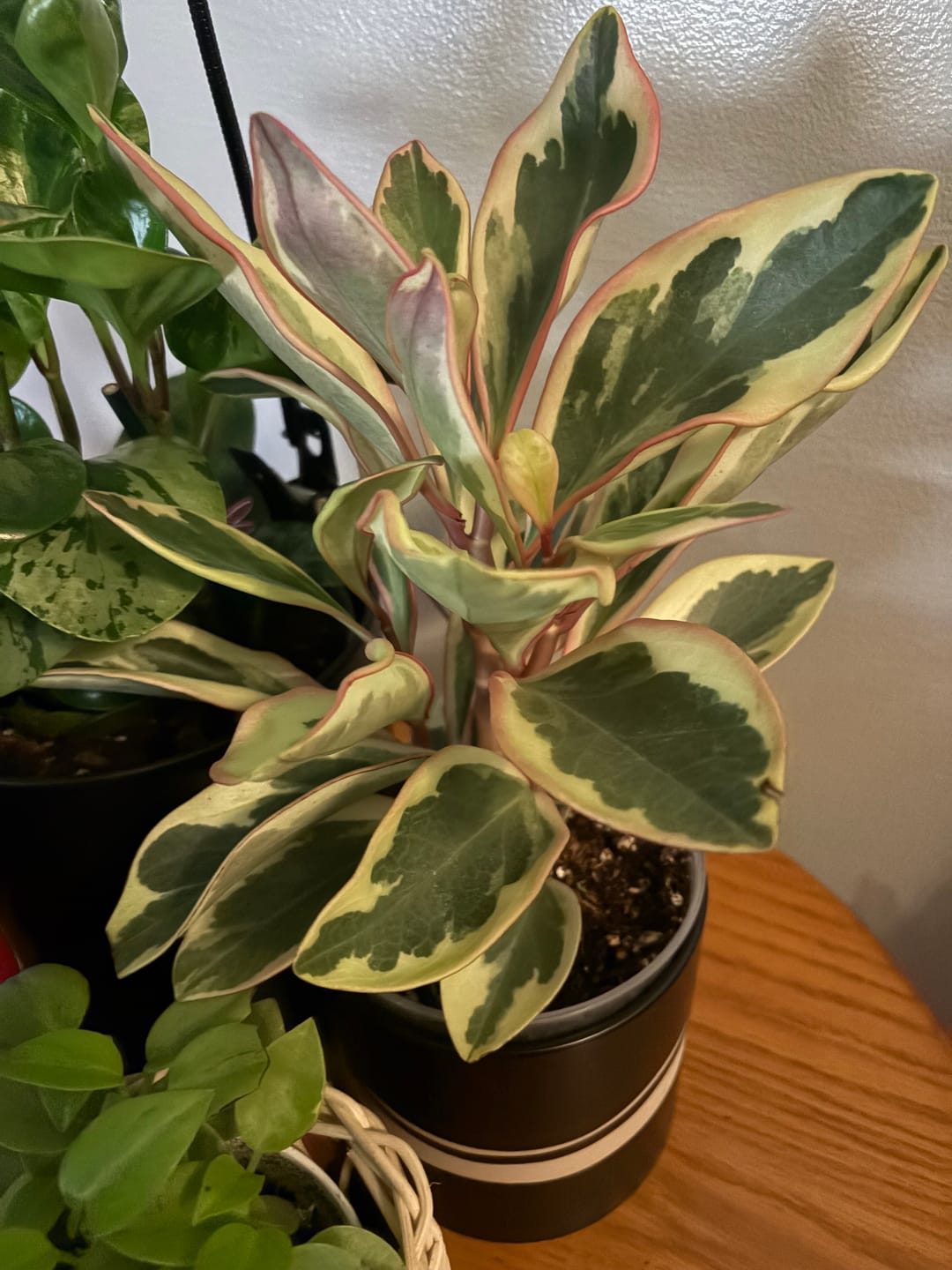 Customer photo review of Peperomia clusiifolia 'Ginny'
