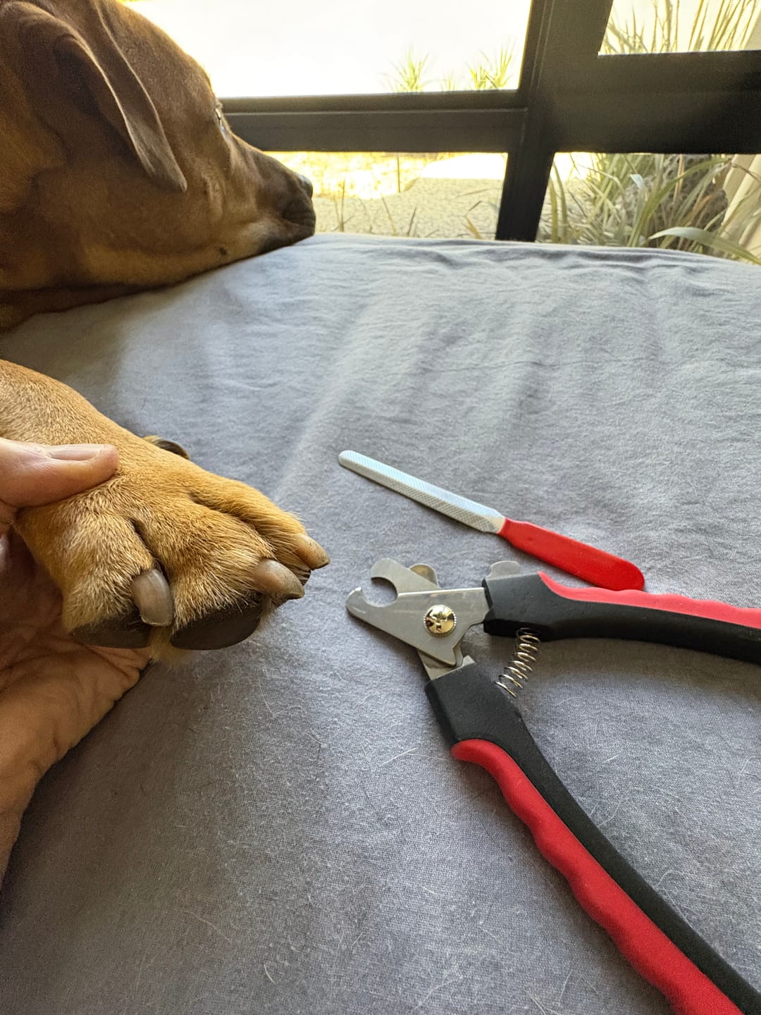 Customer photo review of Safety Pet Nail Clippers
