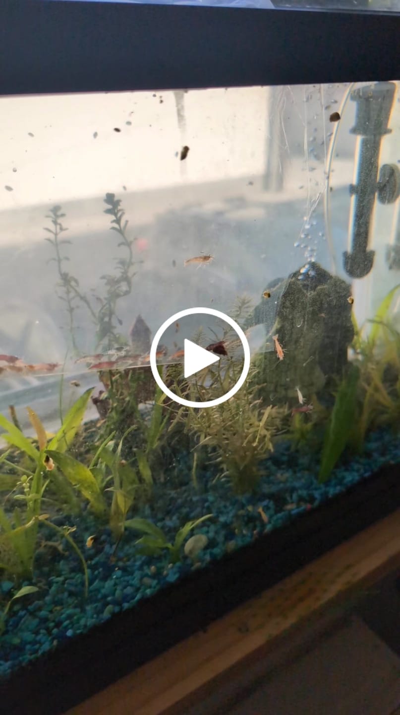 Customer video review of Neocaridina Skittles Shrimp Pack – Assorted Freshwater Colors
