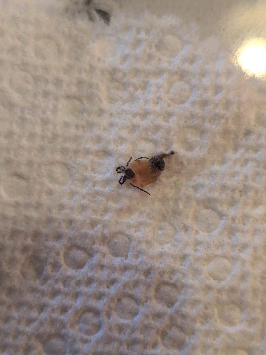 Customer photo review of FurLife™ 12 Months Flea and Tick Free