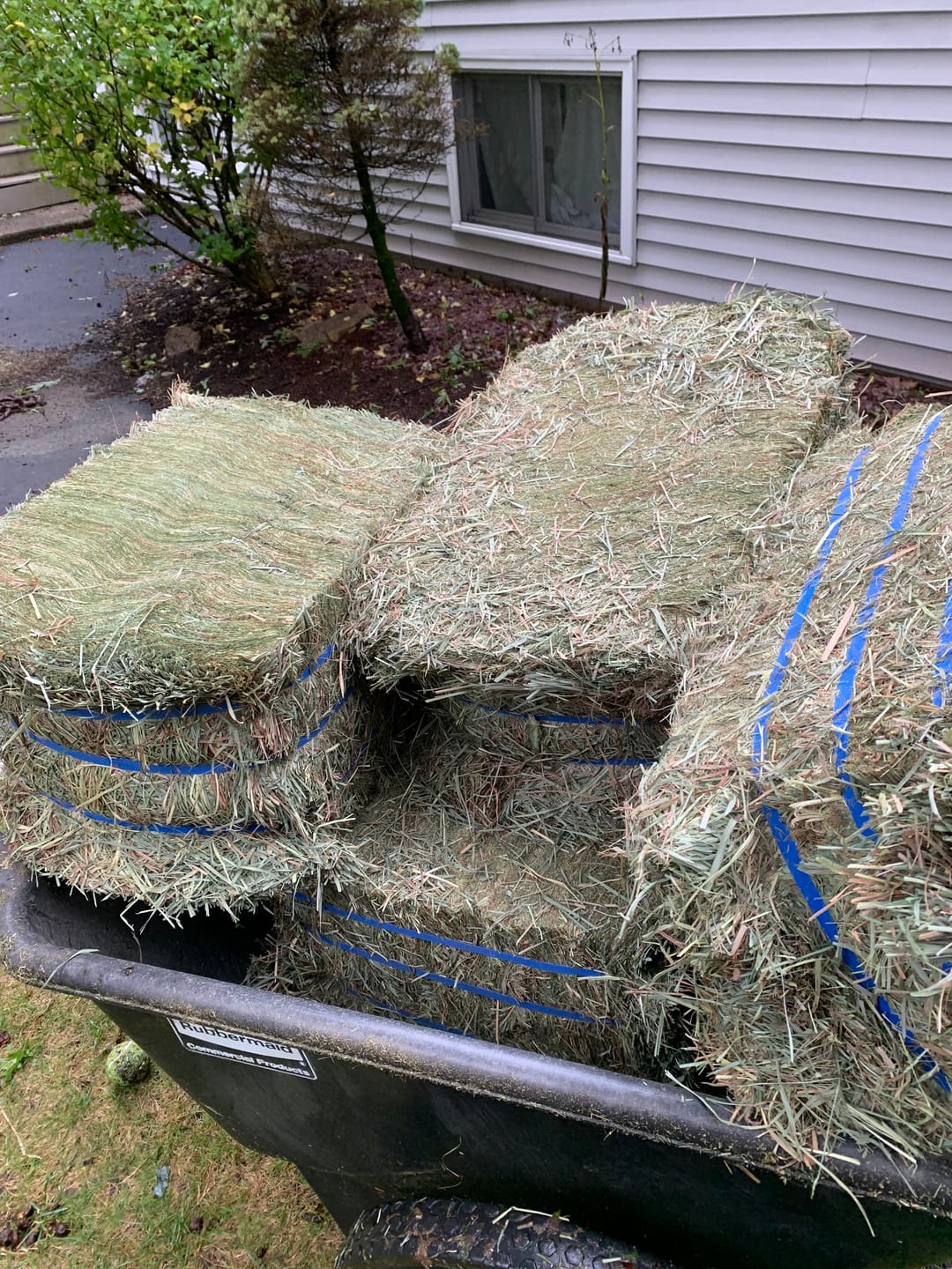 Customer photo review of Western Straight Orchard Grass Hay, 2nd Cut (Click here for Qty Discount)- Includes delivery and ground level stacking with our forklift too!