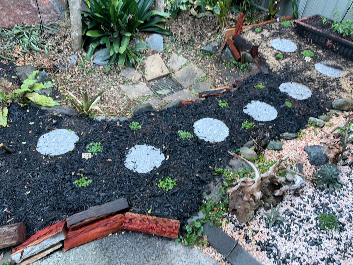 Customer photo review of Kidney Weed - Dichondra repens