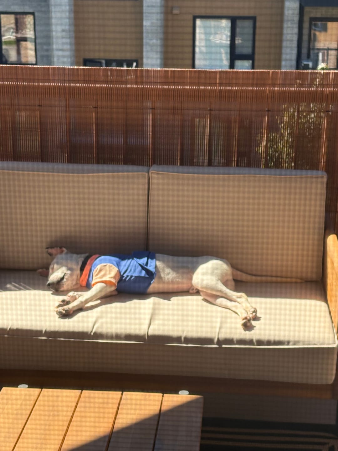 Customer photo review of Sunblock Dog T-Shirt - Blue Hawaiian