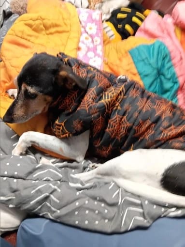 Customer photo review of Warm Whiskers Halloween Pet Vest
