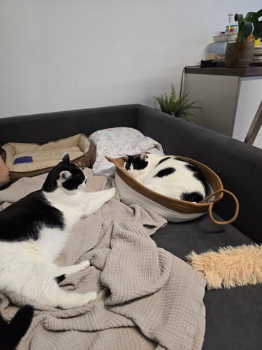 Customer's Fellnest Katzenkorb on a gray sofa, with one cat inside the basket and another cat lying next to it.
