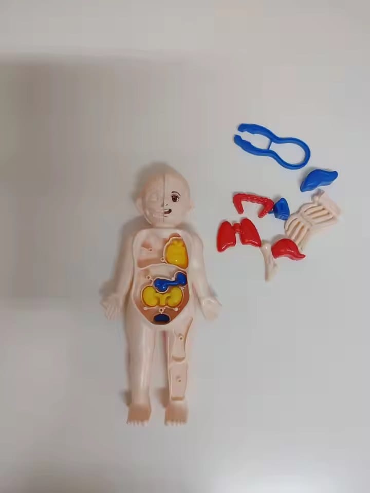 Customer photo review of Anatomiemodell Lernspielzeug | Menschlicher Körper zum Auseinandernehmen STEM Kinder