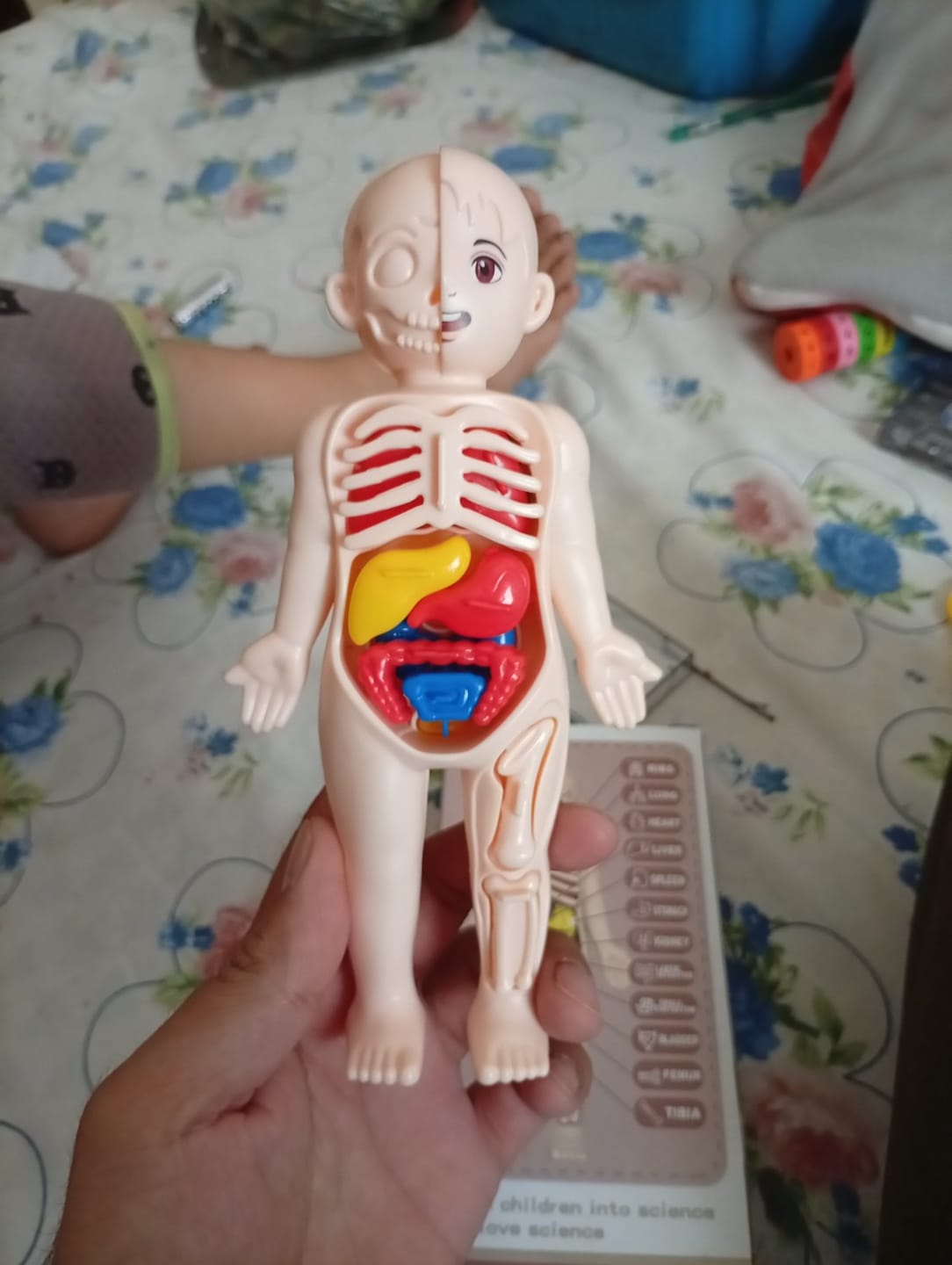 Customer photo review of Anatomiemodell Lernspielzeug | Menschlicher Körper zum Auseinandernehmen STEM Kinder