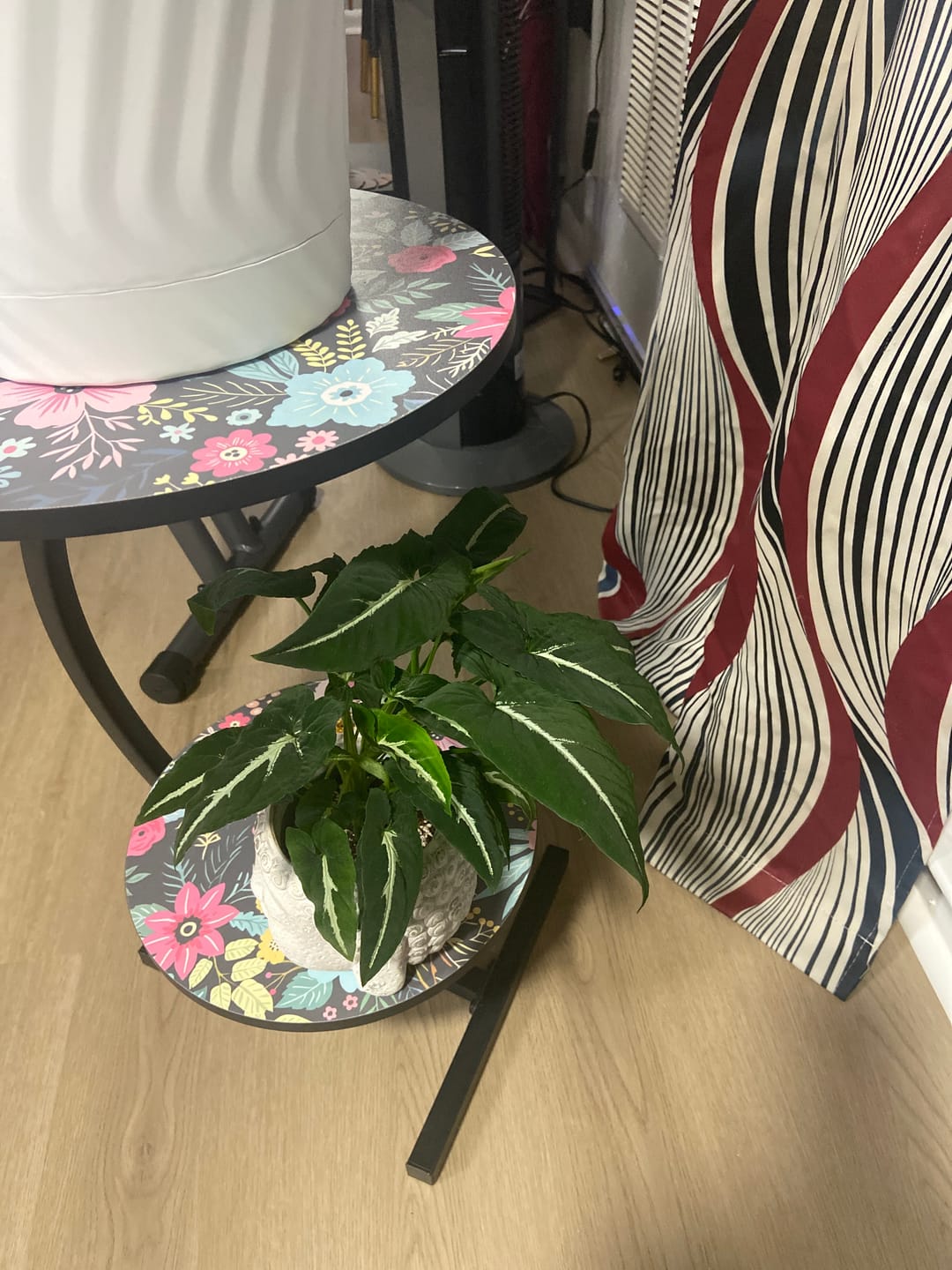 Customer photo review of Syngonium wendlandii