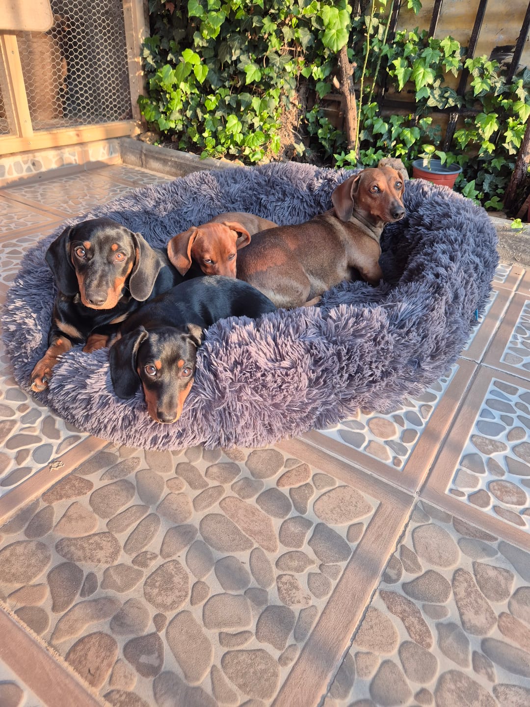 Customer photo review of PetFamily Foods Cachorros