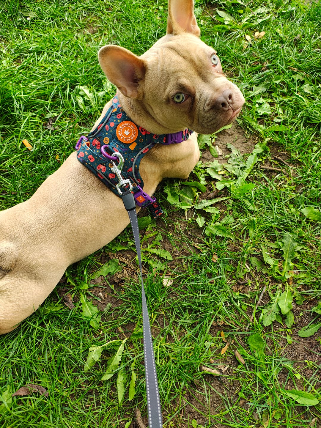 Customer photo review of Trail & Glow Dog Harness - Colour Drops - Spellbound Autumn