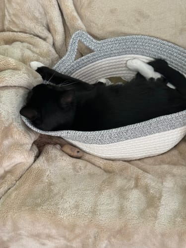 Customer's black cat napping inside the grey and white woven Instinct Basket on a soft blanket.