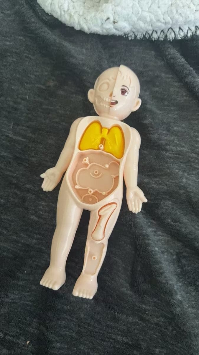 Customer photo review of Anatomiemodell Lernspielzeug | Menschlicher Körper zum Auseinandernehmen STEM Kinder