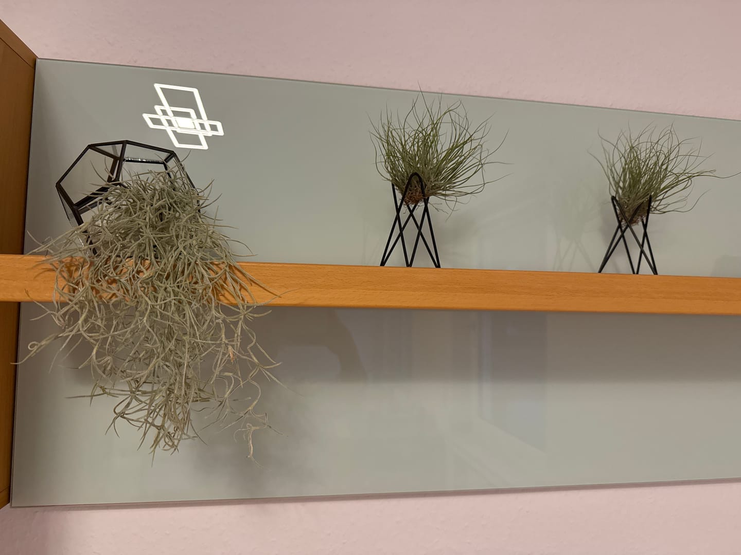 Customer photo review of Tillandsia usneoides - Lousianamoos